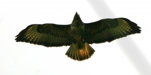 buzzard3.jpg