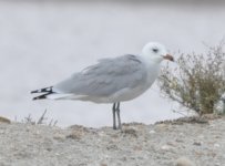 Lo Pagan Audouins Gull 1.jpg