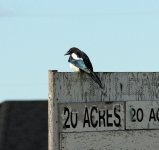 076 magpie crop.jpg