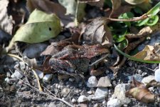 157 wood frog crop.jpg