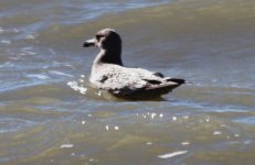 183 juvie ring bill or herring gull resize.jpg