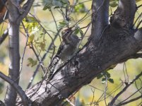 IMG_1978 yellow bellied sapsucker.jpg