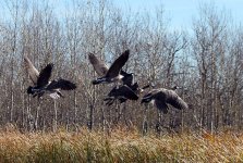 IMG_2035 geese resize pt.net.jpg