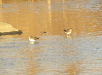 Green Sandpipers.jpg