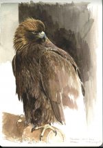 Golden eagle.jpg