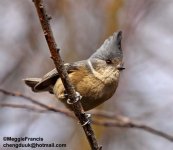 Grey Crested Tit s.jpg