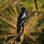 DSCN3276 HC Drongo (hairs) 2.jpg