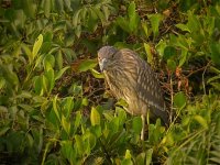 DSCN3283 juv BC Night Heron bf.jpg