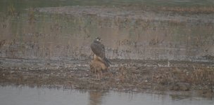 DSCN3288 Juv Peregrine bf.jpg