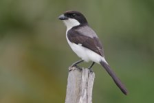 Long-tailed Fiscal.jpg