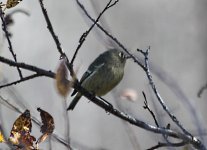 IMG_2243 hutton's vireo resize3.jpg