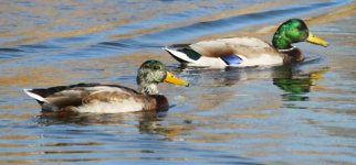 IMG_2328 mallards resize.jpg