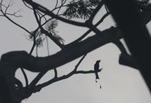 3.GreaterRacketTailedDrongo.JPG