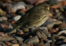 rock pipit2.jpg