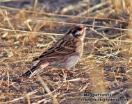 Pine Bunting 700.jpg