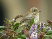 Woodchat Shrike, Hartlepool 3 BF.jpg