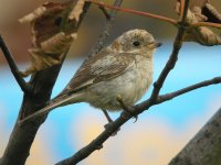 Woodchat Shrike, Hartlepool 5 BF.jpg