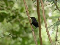 Black Bananaquit screen.jpg