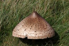 Mushroom 5997.JPG