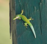 009 Phelsuma quadriocellata.JPG