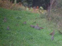 South Nutfield Grey Partridge 1.jpg