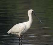 bf spoonbill nex5 nik_DSC8938.jpg