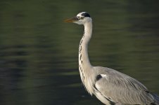 grey heron nex5 nik35_DSC8677.jpg