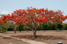 red trees Darwin.jpg