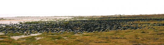 oystercatchers.jpg