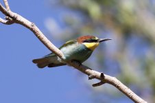 European Bee-eater iran 1.jpg