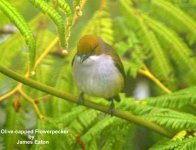 olivecapflowerpecker_je_filtered-1.jpg