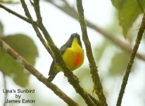 linassunbird2_je_filtered-1.jpg