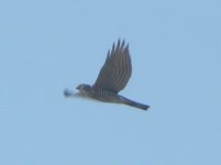 Japanese Sparrowhawk.jpg