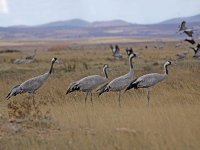 IMG_1468_Cranes.jpg