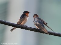 DSCN2696_01 Pacific Swallow.jpg