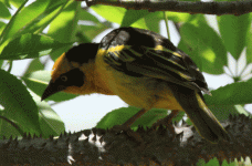 Tan-Bird-9.gif