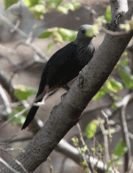 Tan-Bird-47.gif