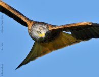 red-kite-4-web.jpg