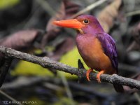 DSCN0312 Ruddy Kingfisher.jpg