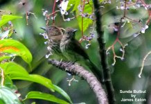 sundabulbul_sumatrana2_filtered-1.jpg