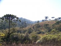 aracauria_woodland.JPG