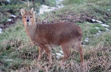 Chinese water deer, Woodwalton Fen, Dec '10.jpg