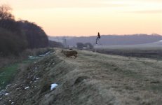 Chinese water deer, Woodwalton Fen 4.jpg