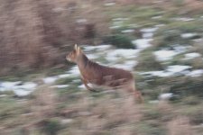 Chinese water deer, Woodwalton Fen 12.10.jpg