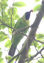 1.Greater Green Leafbird.JPG