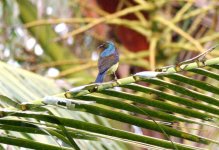 3.BrownThroatedSunbird.jpg