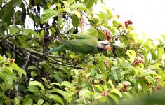 4.LongTailedParakeet.jpg