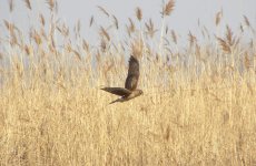 Hen Harrier.jpg