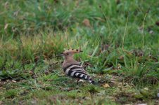 LL Hoopoe 3.jpg