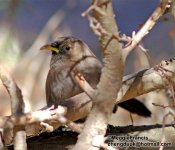 Plain Laughingthrush 700.jpg